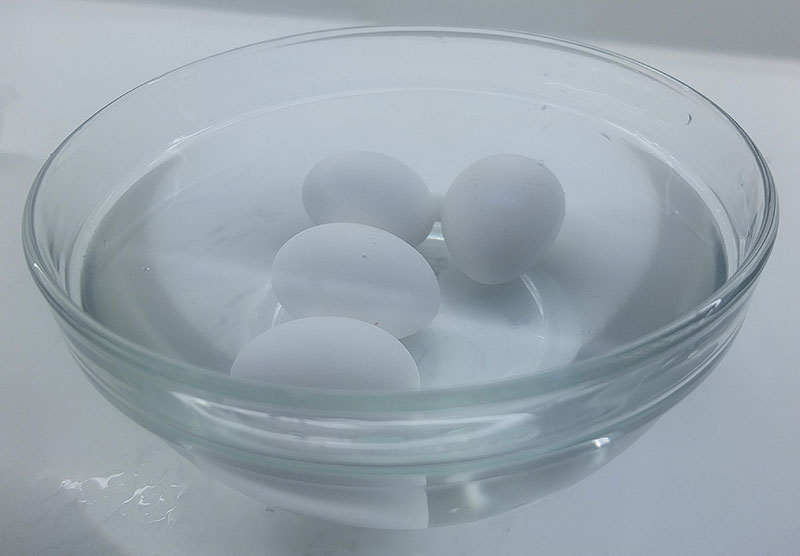 egg-1